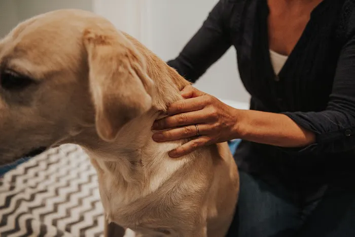 Copper Moon Veterinary Wellness Picture 4