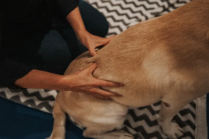 Copper Moon Veterinary Wellness Picture 6