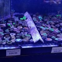 Reef eScape ico