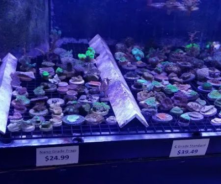 Reef eScape