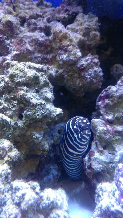 Reef eScape Picture 2
