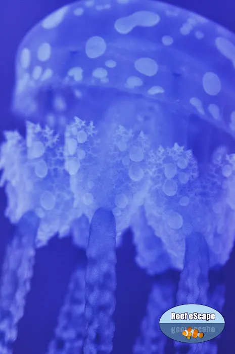 Reef eScape Picture 5