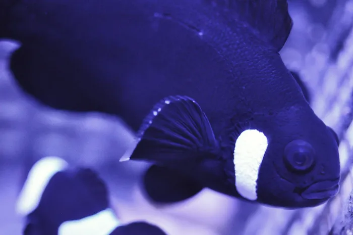 Reef eScape Picture 6
