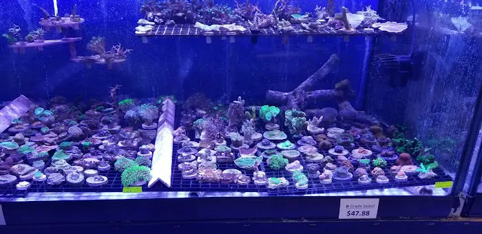 Reef eScape Picture 4