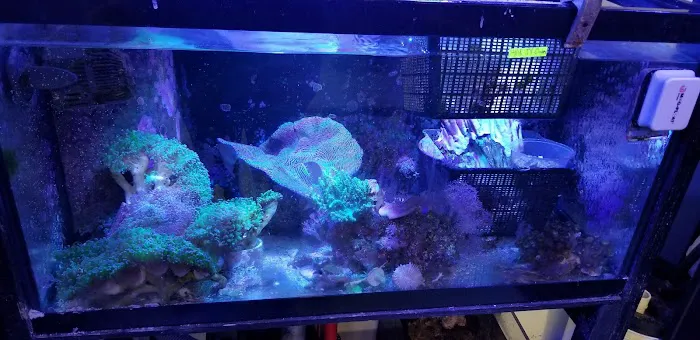 Reef eScape Picture 10