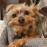 Sayrebrook Veterinary Hospital