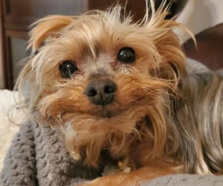 Sayrebrook Veterinary Hospital