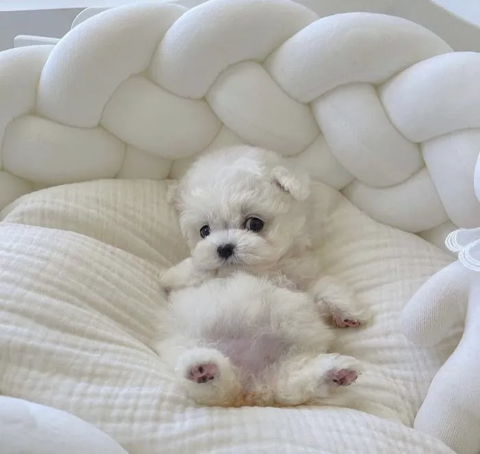 The Puppy Shop Picture 1