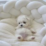 The Puppy Shop