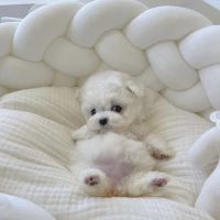 The Puppy Shop ico