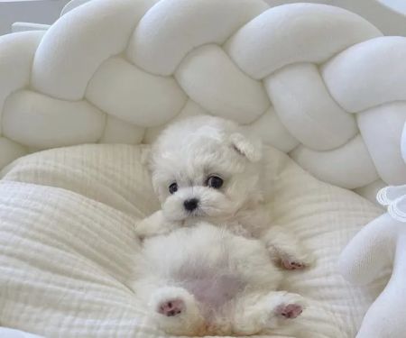 The Puppy Shop