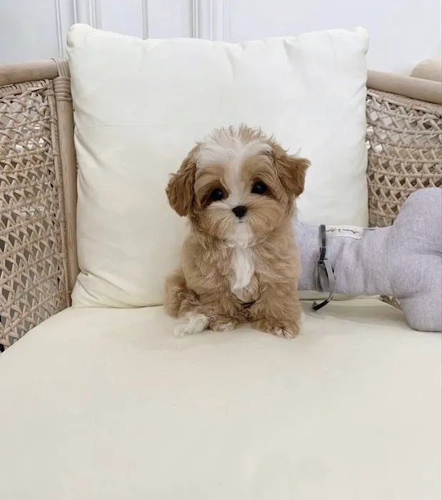 The Puppy Shop Picture 5