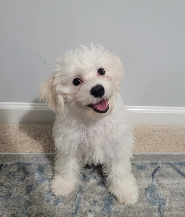 The Puppy Shop Picture 9