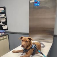Animal Hospital of Sayreville ico