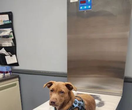 Animal Hospital of Sayreville