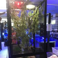 Capital Aquarium ico