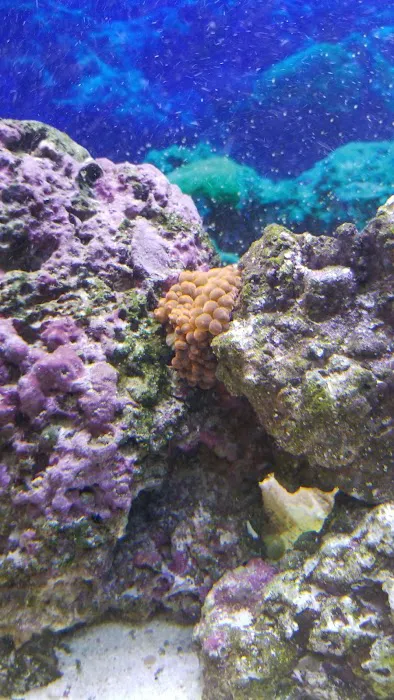 Capital Aquarium Picture 2