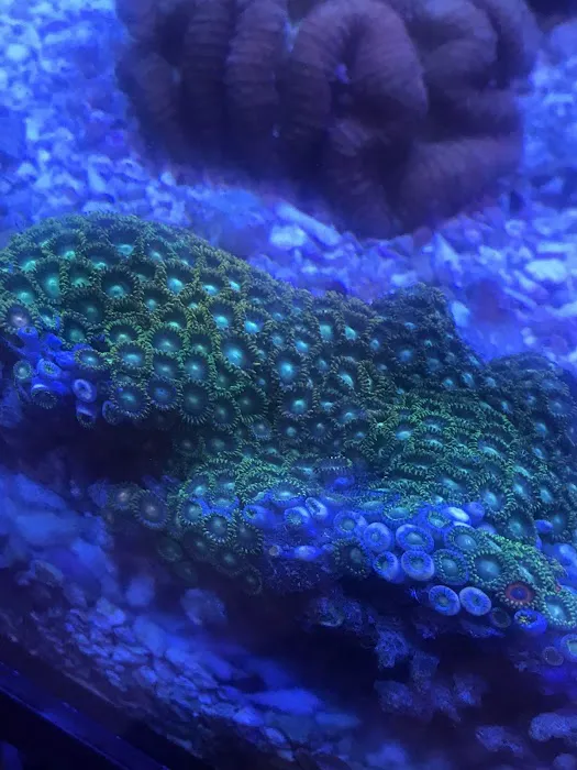 Capital Aquarium Picture 9