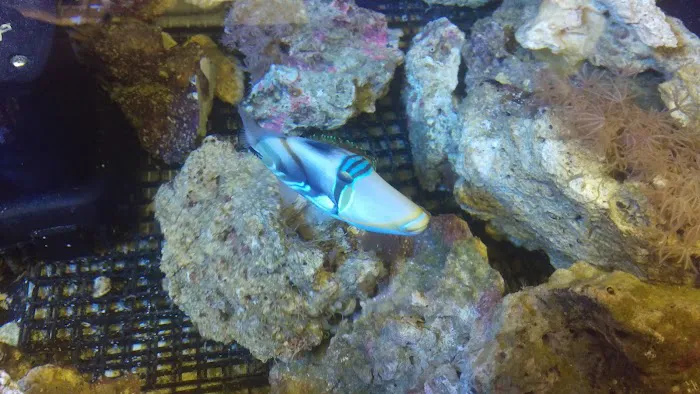 Capital Aquarium Picture 8