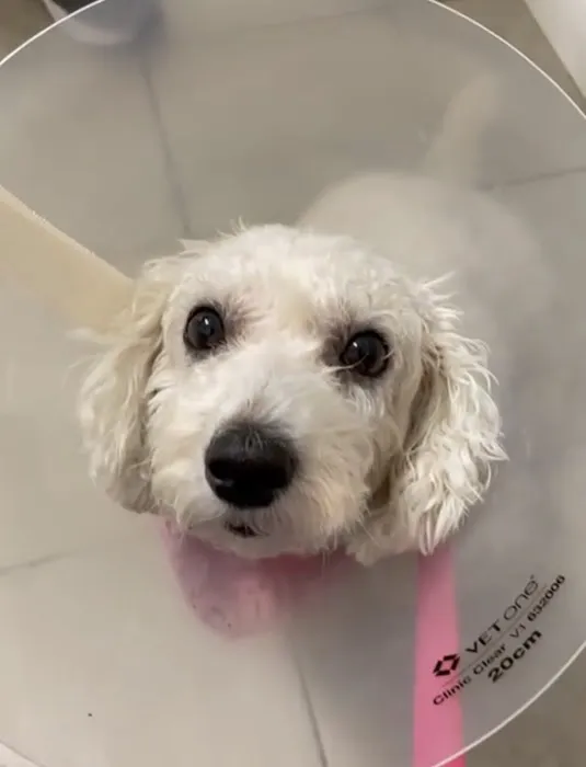 Animal Hospital Of Perth Amboy Picture 1