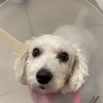 Animal Hospital Of Perth Amboy