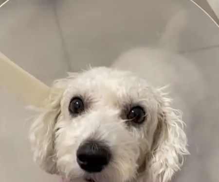 Animal Hospital Of Perth Amboy
