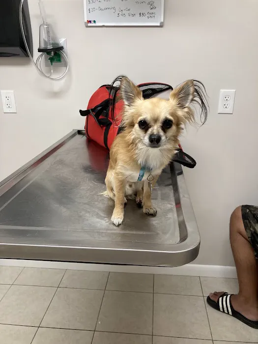 Animal Hospital Of Perth Amboy Picture 4