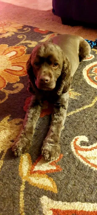 Leesport Animal Hospital Picture 8