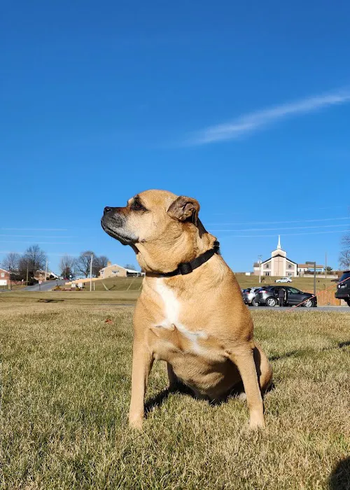 Leesport Animal Hospital Picture 9