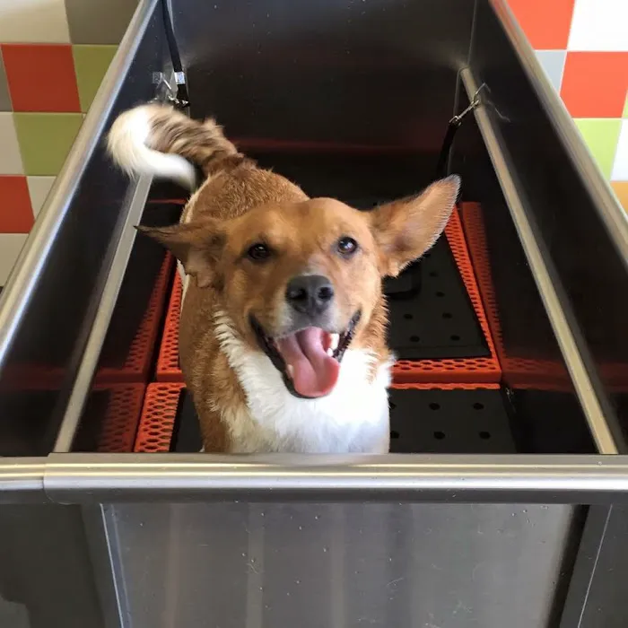 Unleashed by Petco Picture 10