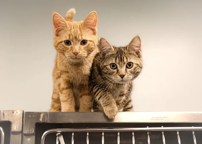 Small Animal Veterinary Services, LLC Picture 2