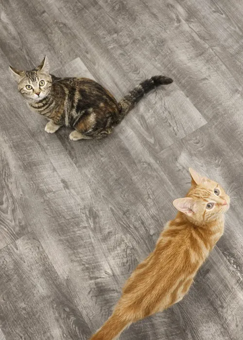 Small Animal Veterinary Services, LLC Picture 8