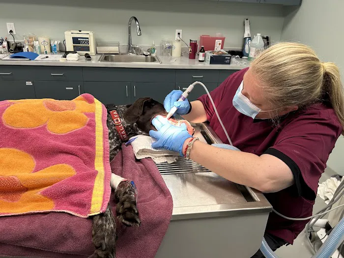 Small Animal Veterinary Services, LLC Picture 6