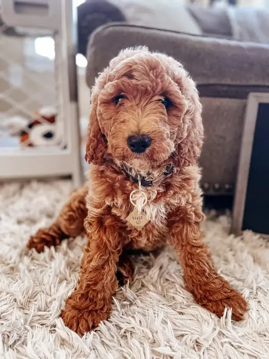 Mini Goldendoodles of Cape Cod Picture 3
