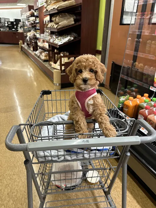 Mini Goldendoodles of Cape Cod Picture 1
