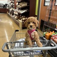 Mini Goldendoodles of Cape Cod ico