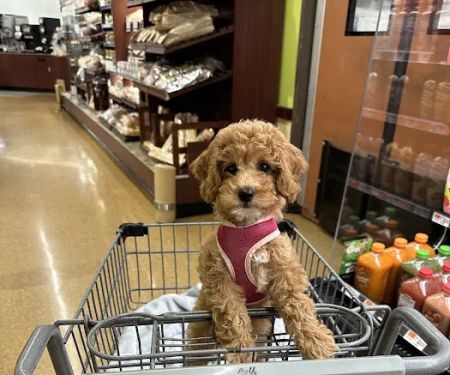 Mini Goldendoodles of Cape Cod