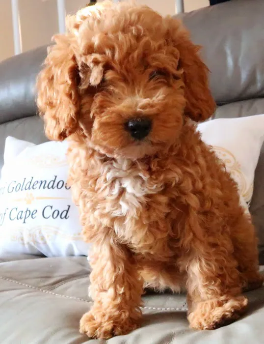Mini Goldendoodles of Cape Cod Picture 7