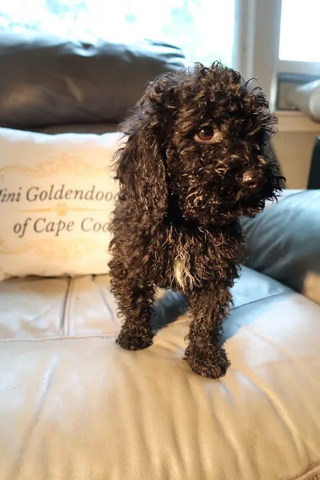 Mini Goldendoodles of Cape Cod Picture 5