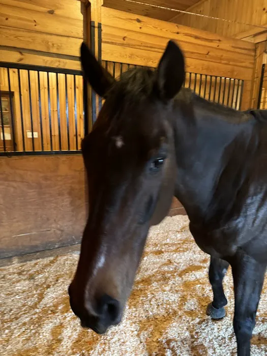 Willow Creek Equine Veterinary Services Picture 2