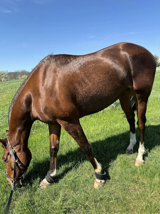 Willow Creek Equine Veterinary Services Picture 1