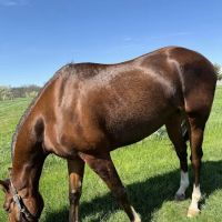 Willow Creek Equine Veterinary Services ico