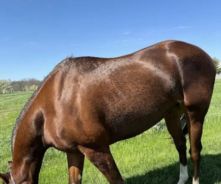 Willow Creek Equine Veterinary Services
