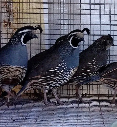 Tall Pines Aviary Picture 2