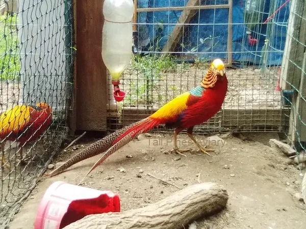Tall Pines Aviary Picture 1