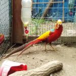 Tall Pines Aviary