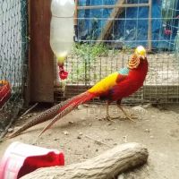 Tall Pines Aviary ico