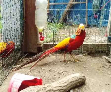 Tall Pines Aviary
