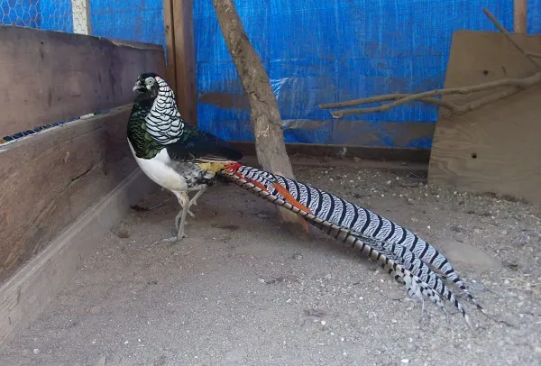 Tall Pines Aviary Picture 4