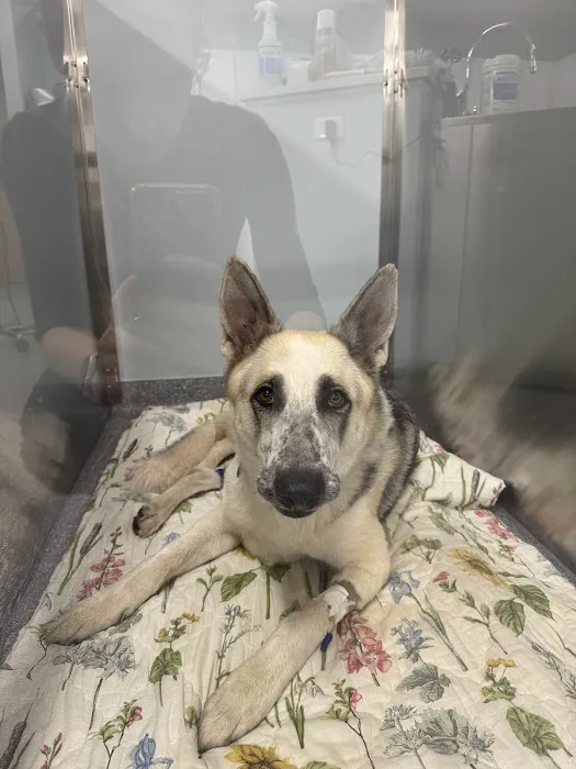 Firefly Veterinary Urgent Care Picture 4